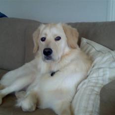 Blanding af racer Noah