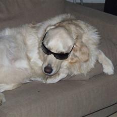 Blanding af racer Noah