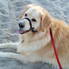 Blanding af racer Noah