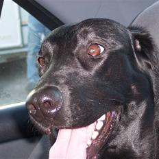 Blanding af racer Flatcoated/Labrador