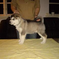 Alaskan malamute Golden Child/Aslan