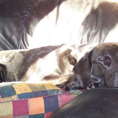 Blanding af racer Flatcoated/Labrador