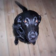 Blanding af racer Flatcoated/Labrador