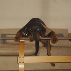 Rottweiler chaer
