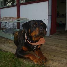 Rottweiler chaer