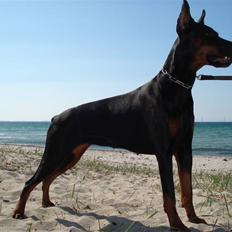 Dobermann Tika di Altobello