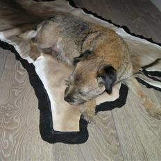 Border terrier Bella