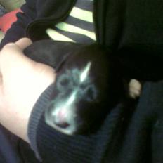 Blanding af racer Joey