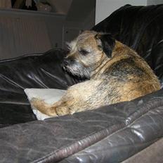 Border terrier Bella