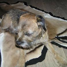 Border terrier Bella