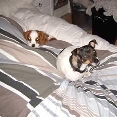 Cavalier king charles spaniel Lulu