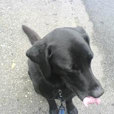 Labrador retriever Gibson *R.I.P*