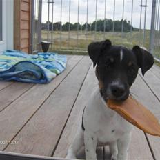 Jack russell terrier Leili