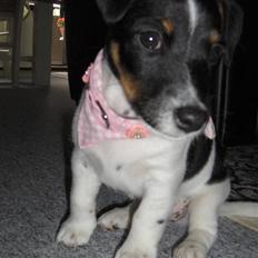 Jack russell terrier Leili