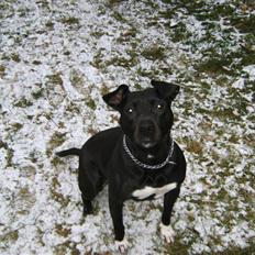 Amerikansk staffordshire terrier Kelly