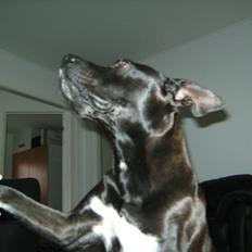 Amerikansk staffordshire terrier Kelly