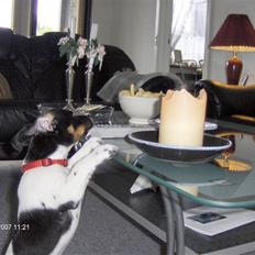 Jack russell terrier Leili