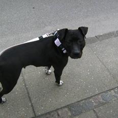 Amerikansk staffordshire terrier Kelly