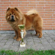Chow chow Trever of The Chinas Joy