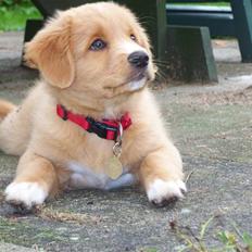Nova scotia duck tolling retriever Mangus