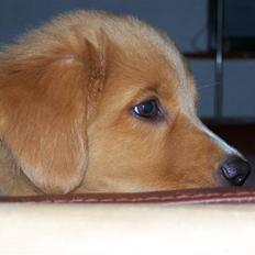 Nova scotia duck tolling retriever Mangus