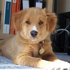 Nova scotia duck tolling retriever Mangus