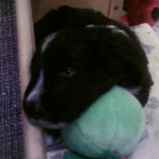 Blanding af racer Joey