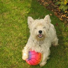 West highland white terrier molly