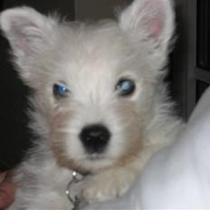 West highland white terrier molly