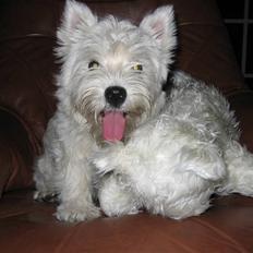 West highland white terrier molly