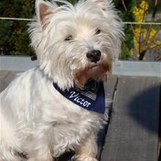 West highland white terrier Malekits Victor