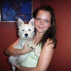 West highland white terrier Malekits Victor