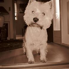 West highland white terrier Malekits Victor