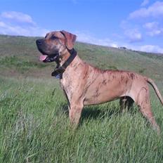 Grand danois Basse*1. hunde - R.I.P.*