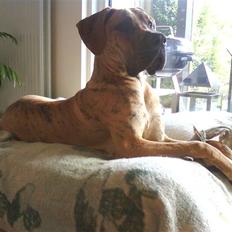 Grand danois Basse*1. hunde - R.I.P.*