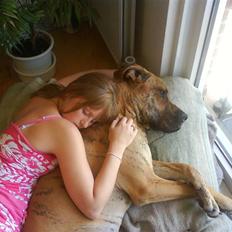 Grand danois Basse*1. hunde - R.I.P.*