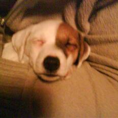 Jack russell terrier Thess