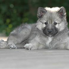 Islandsk fårehund Kjartan