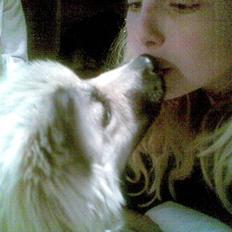 Islandsk fårehund Kjartan