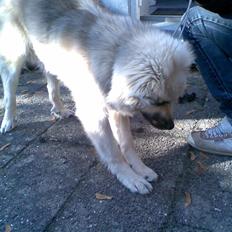 Islandsk fårehund Kjartan