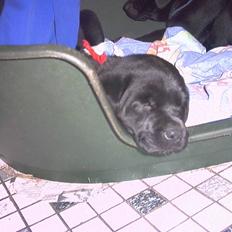 Labrador retriever fie