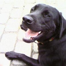Labrador retriever fie