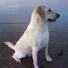 Labrador retriever Trine