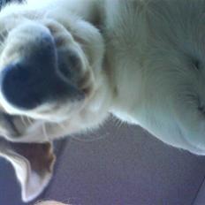 Labrador retriever Trine
