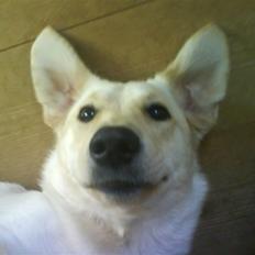 Labrador retriever Trine