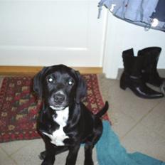 Blanding af racer Trine*Nicolines*