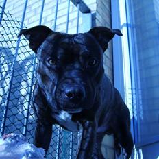 Staffordshire bull terrier Boris R.I.P