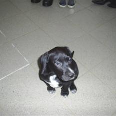 Blanding af racer Trine*Nicolines*