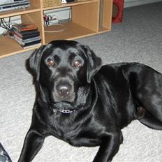 Labrador retriever Bamse r.i.p :"( savnet
