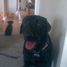 Labrador retriever Bamse r.i.p :"( savnet